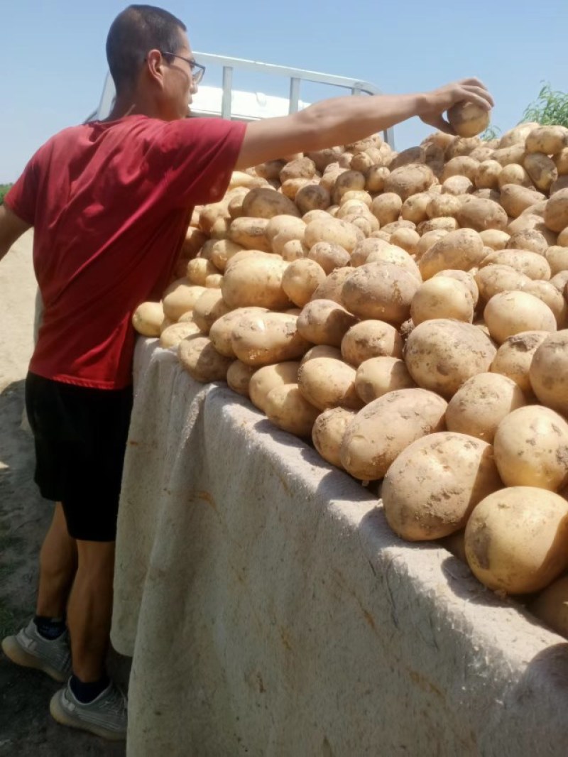 华州精品土豆沃土，颜色光亮，皮毛光无虫眼，是饭桌上的美
