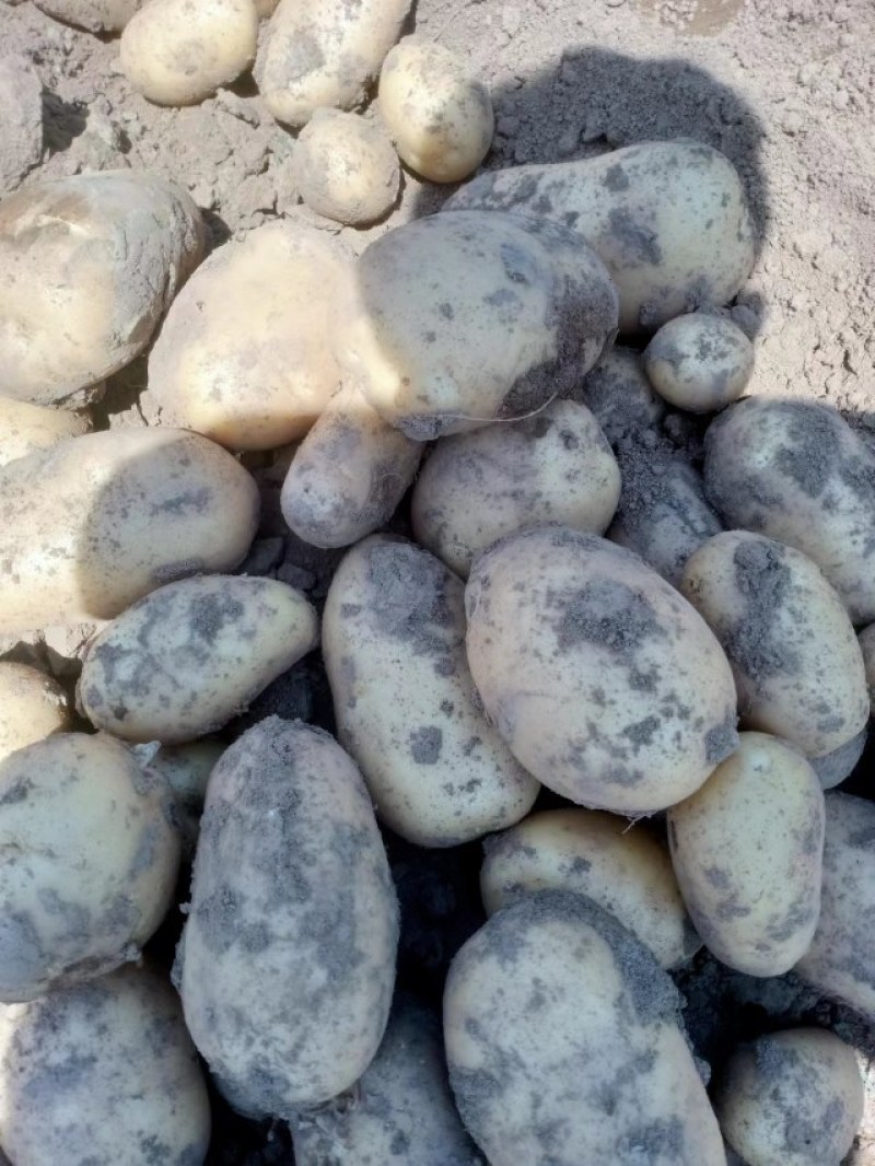 华州精品土豆沃土，颜色光亮，皮毛光无虫眼，是饭桌上的美
