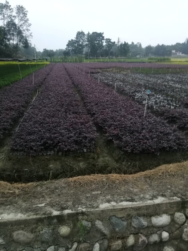 红继木小杯基地批发，红花继木小杯基地，量大自产自销