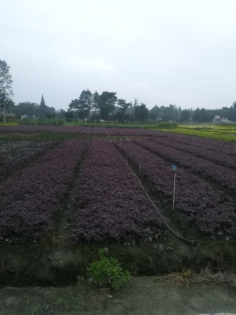 红继木小杯基地批发，红花继木小杯基地，量大自产自销