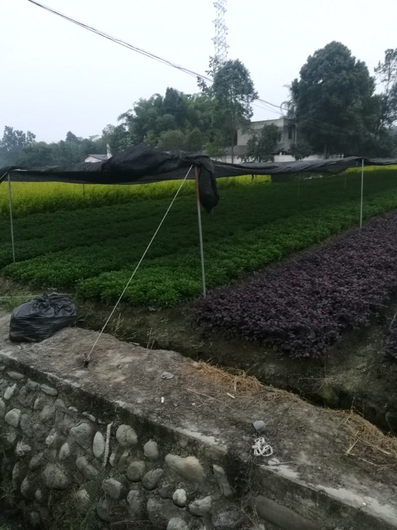 红继木小杯基地批发，红花继木小杯基地，量大自产自销