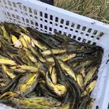 黄颡鱼黄骨鱼