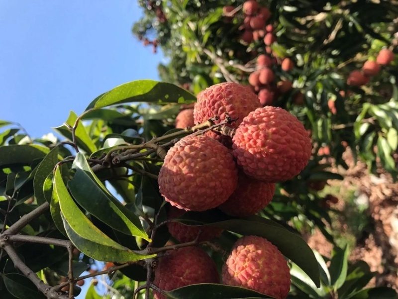 广东玉荷包荔枝/糯米糍精品大量供应商超电商市场/全国发货