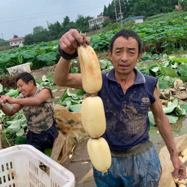 宜宾新藕大量上市，藕届天花板，