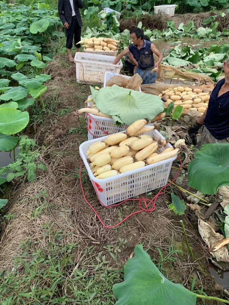 宜宾新藕大量上市，藕届天花板，