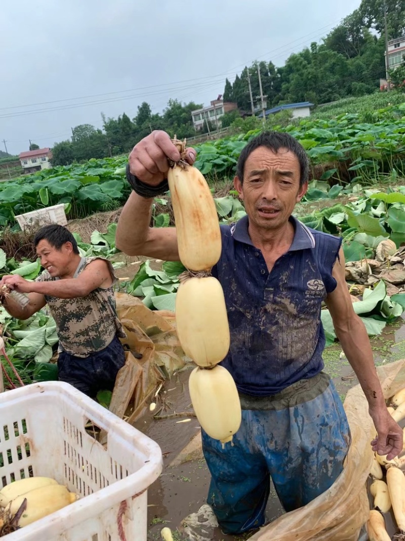 宜宾新藕大量上市，藕届天花板，