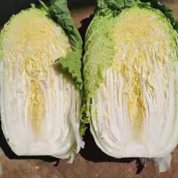 白菜下来了大面积需要的话可以联系我是代收诚信合作多年经验