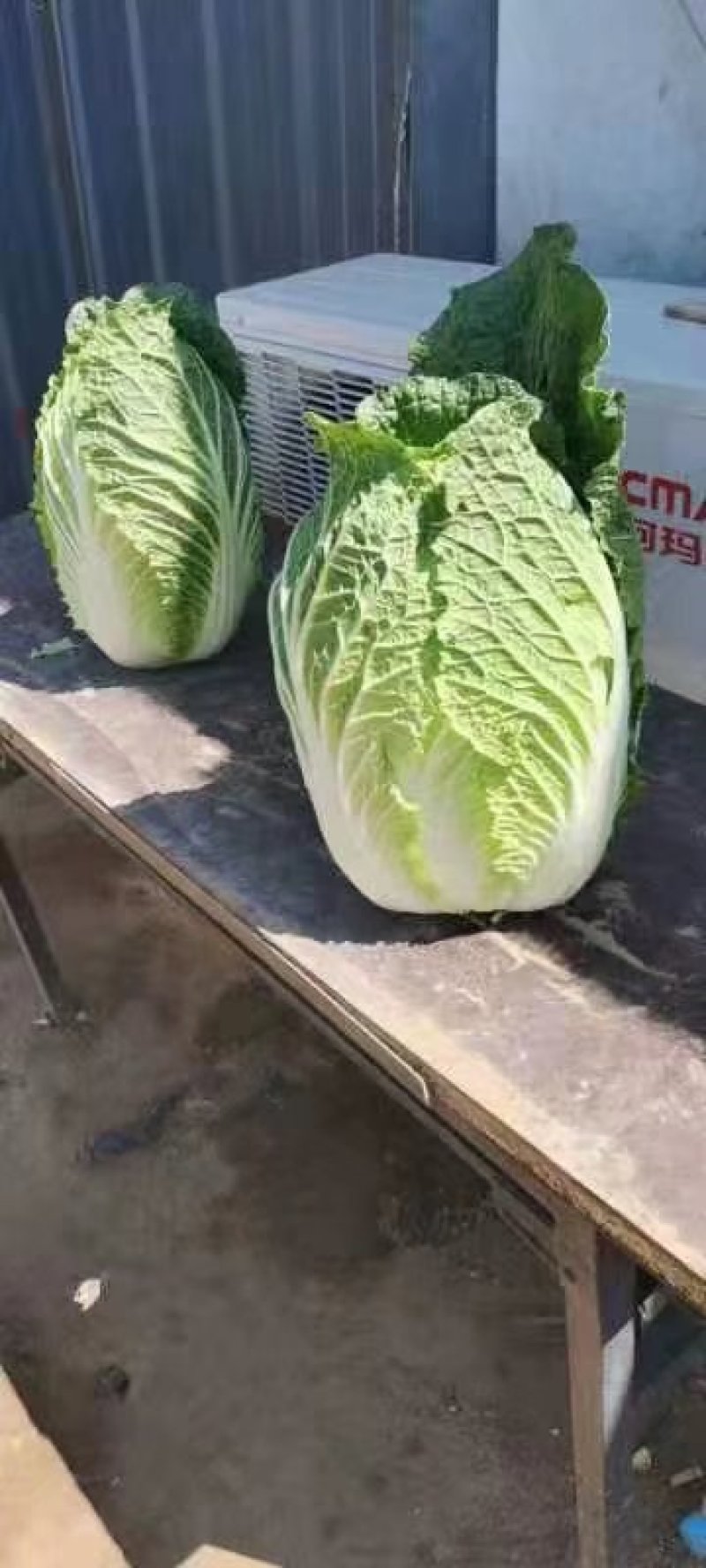 白菜下来了大面积需要的话可以联系我是代收诚信合作多年经验