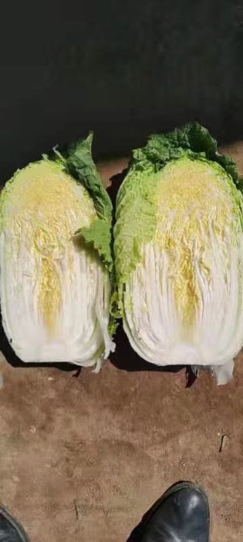 白菜下来了大面积需要的话可以联系我是代收诚信合作多年经验