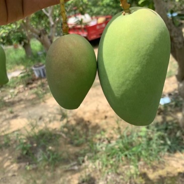 百色小台农