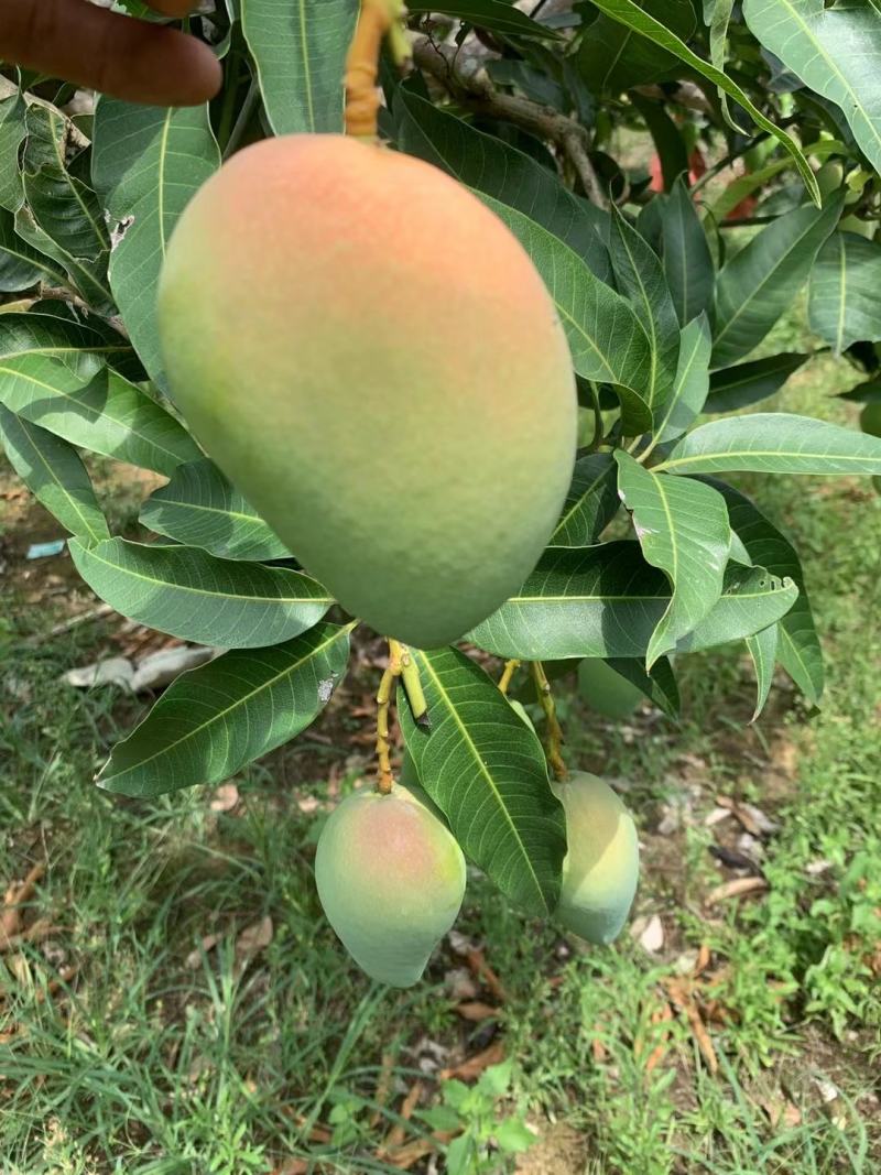 百色小台农