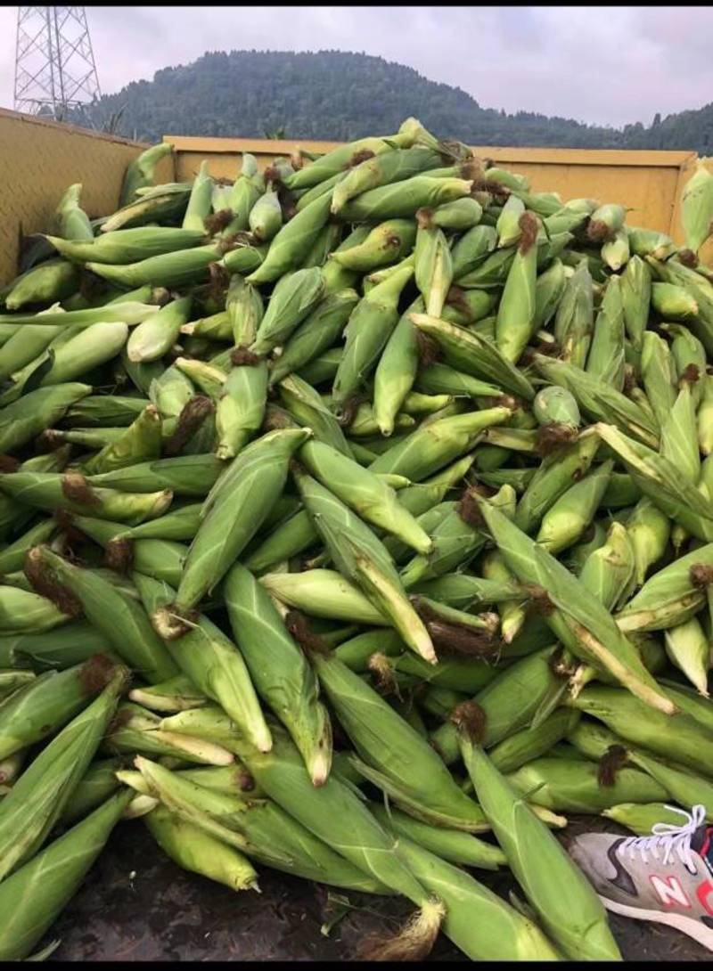 渠县甜糯188玉米基地，种植有高品质的糯甜玉米，欢迎下单