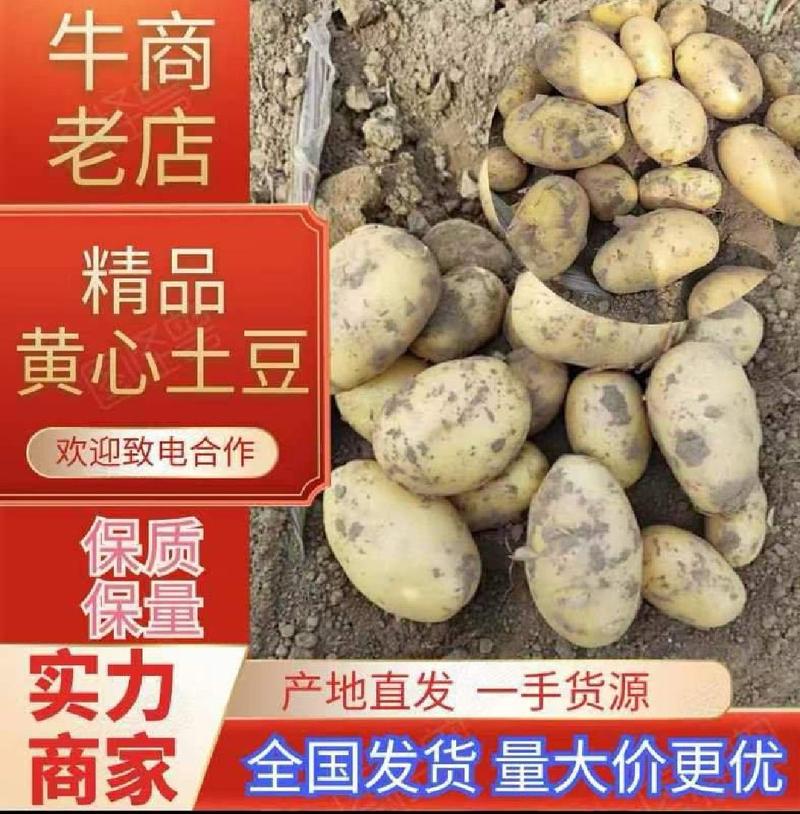 陕北纯沙地黄心希森6号土豆，基地大量上市想储存的老板联系