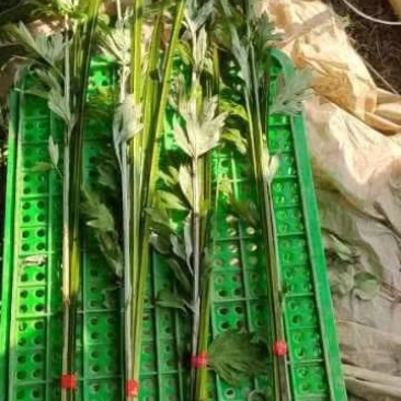端午艾草