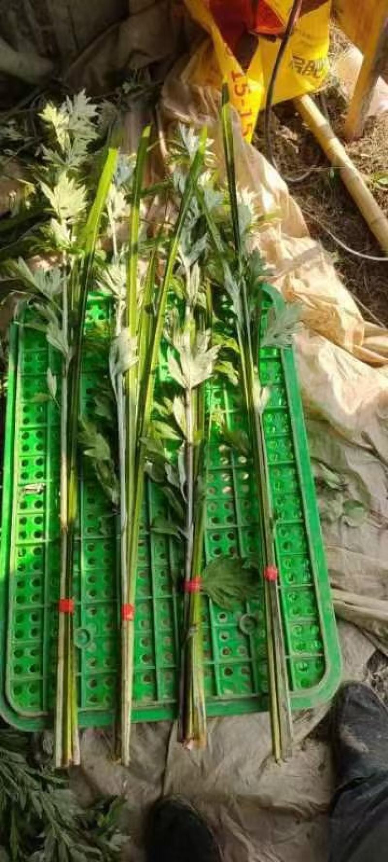 端午艾草