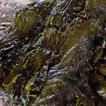 山东威海本地腌渍海带丝，质量保证，一手货源，量大价优。