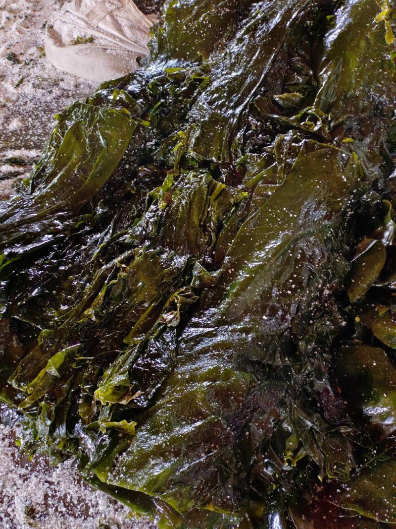 山东威海本地腌渍海带丝，质量保证，一手货源，量大价优。