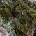 山东威海本地腌渍海带丝，质量保证，一手货源，量大价优。