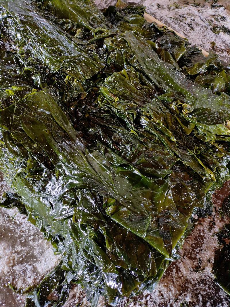 山东威海本地腌渍海带丝，质量保证，一手货源，量大价优。
