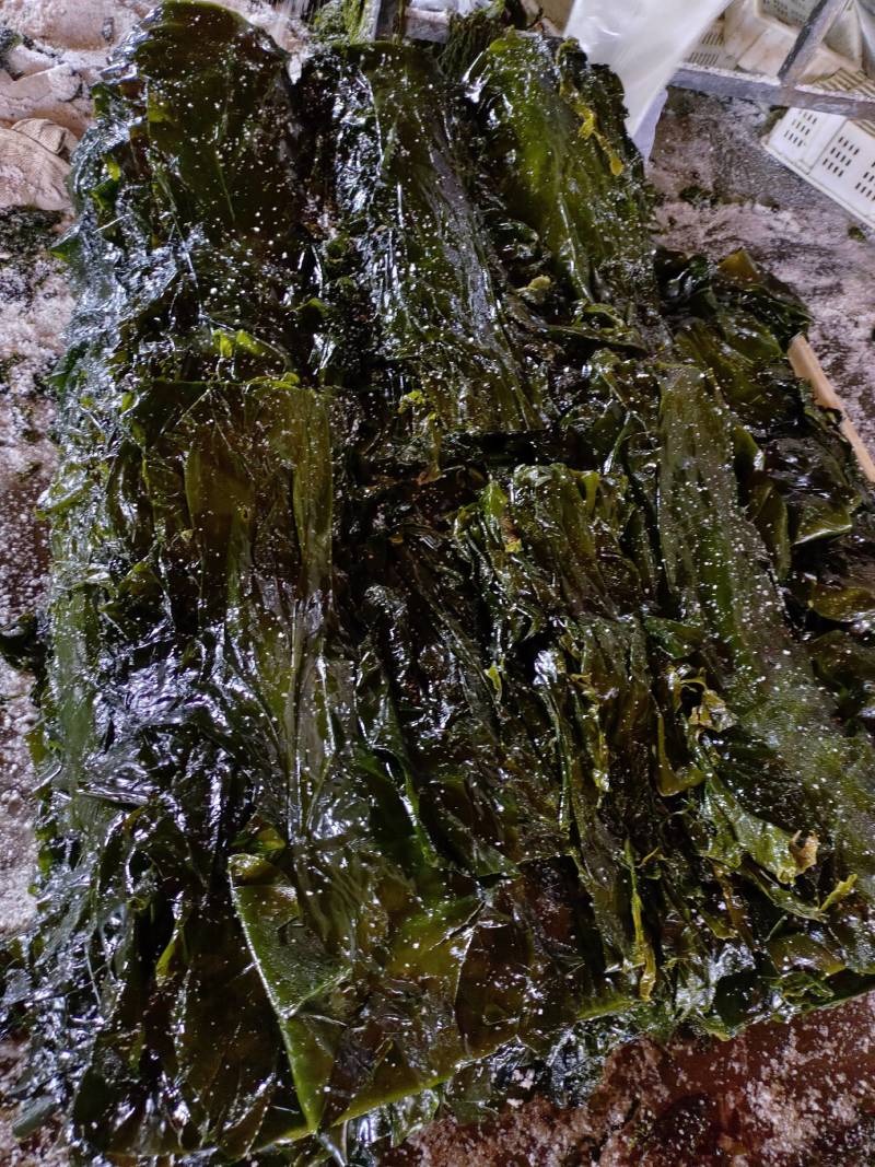 山东威海本地腌渍海带丝，质量保证，一手货源，量大价优。