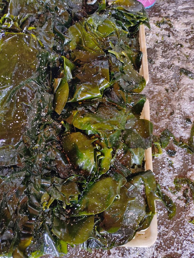 山东威海本地腌渍海带丝，质量保证，一手货源，量大价优。