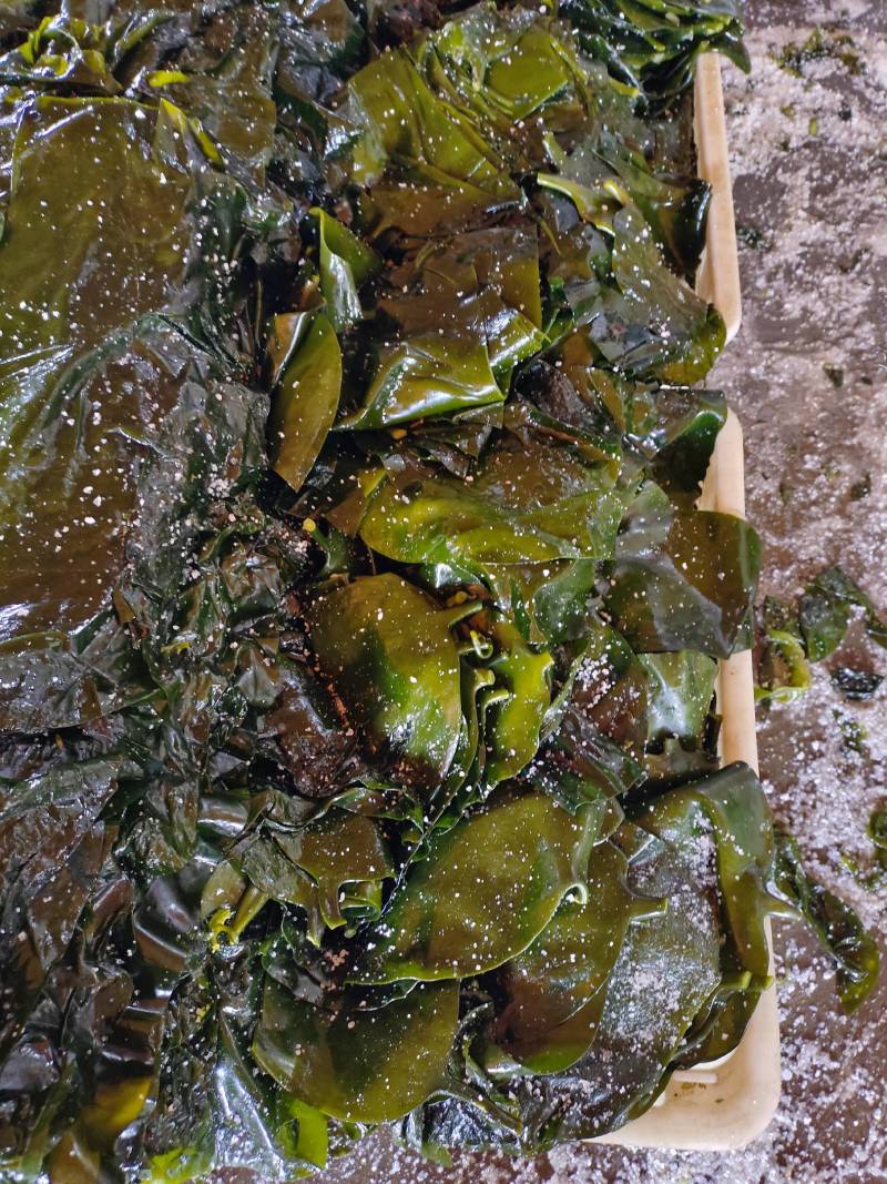山东威海本地腌渍海带丝，质量保证，一手货源，量大价优。