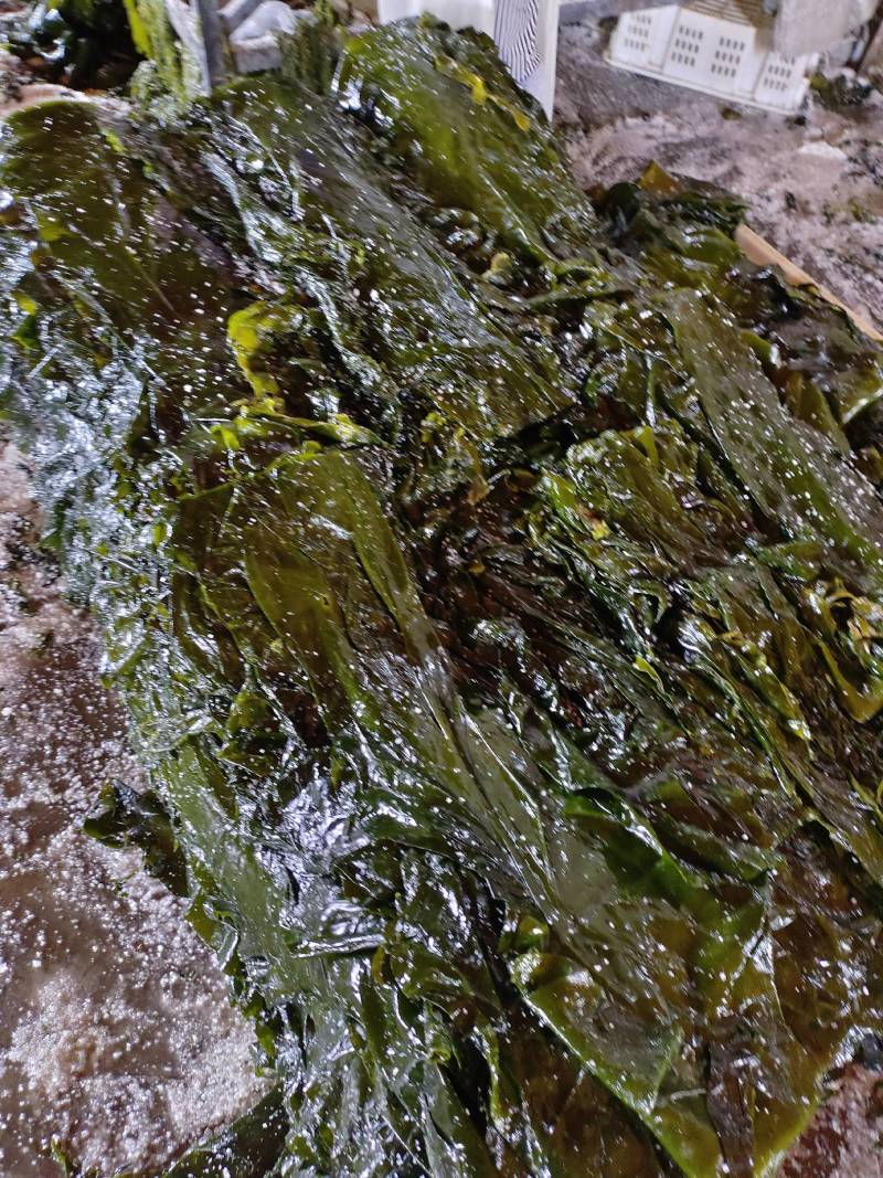 山东威海本地腌渍海带丝，质量保证，一手货源，量大价优。