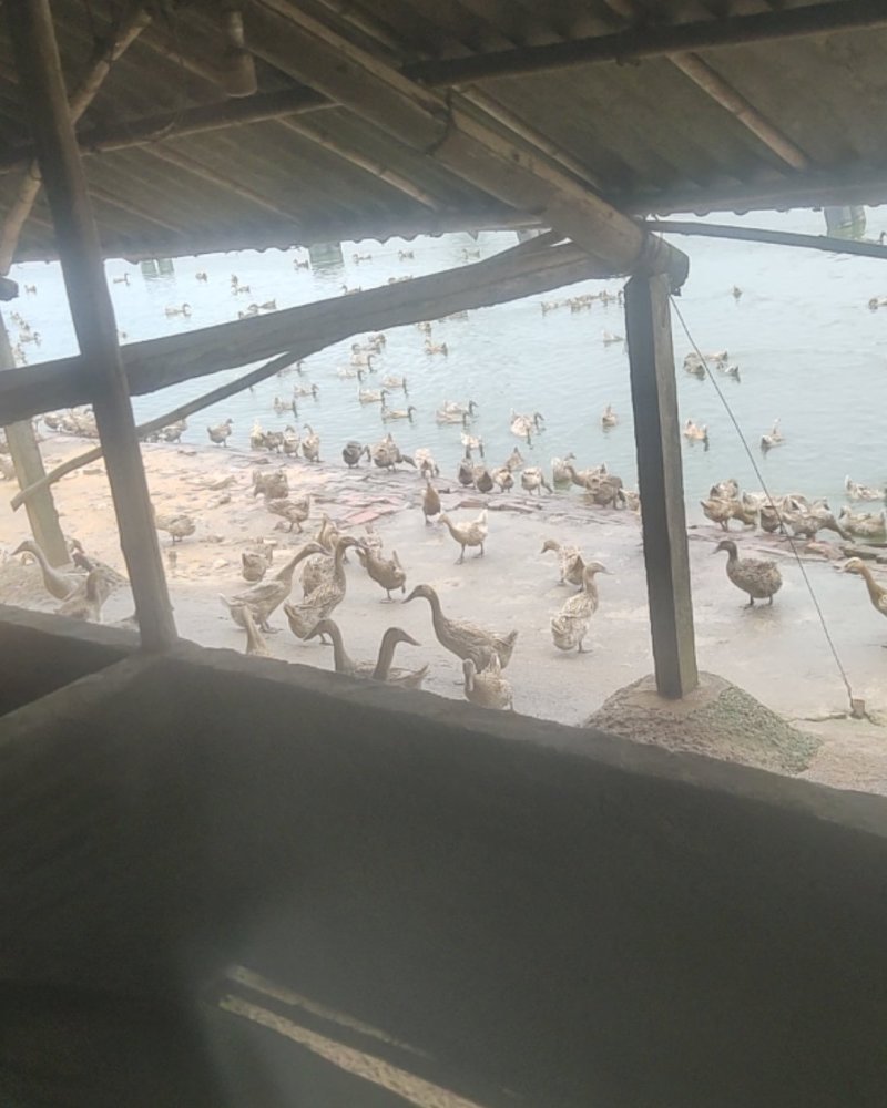 老蛋鸭一年以上。活禽37一只，