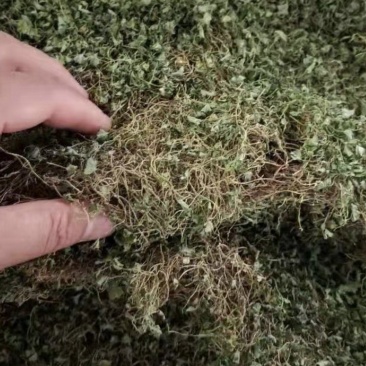 野金钱草小叶金钱草马蹄金干货水洗干净铜钱草