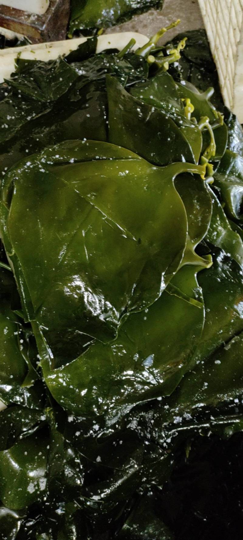 山东威海本地腌渍海带头一手货源，质量保证，量大价优。