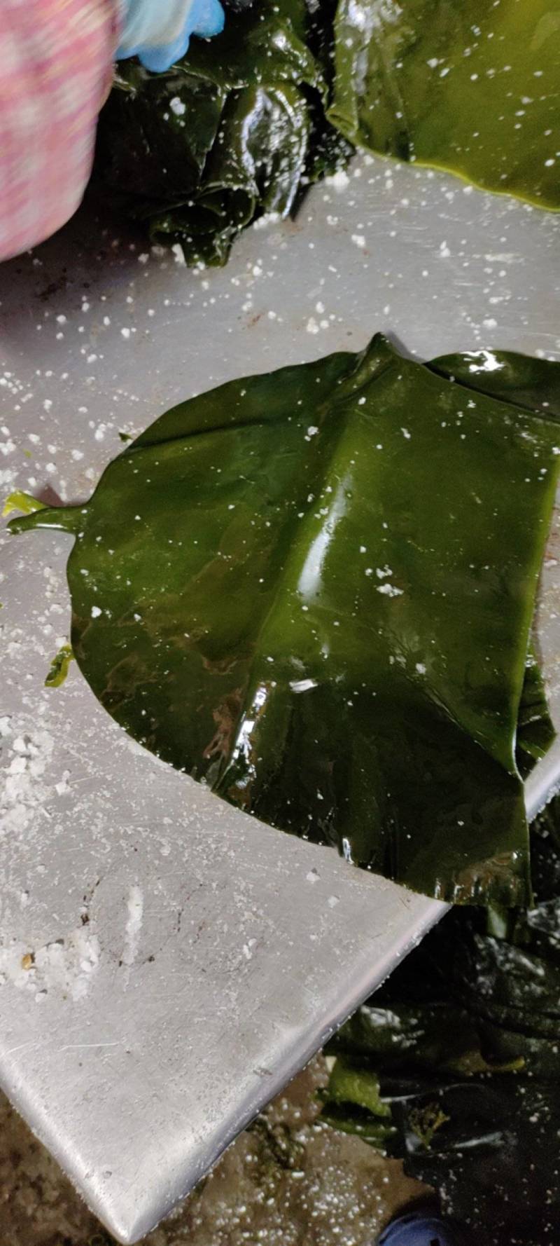 山东威海本地腌渍海带头一手货源，质量保证，量大价优。