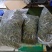 中药材野生化石草