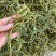 中药材野生化石草
