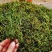 中药材野生化石草