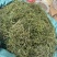 中药材野生化石草