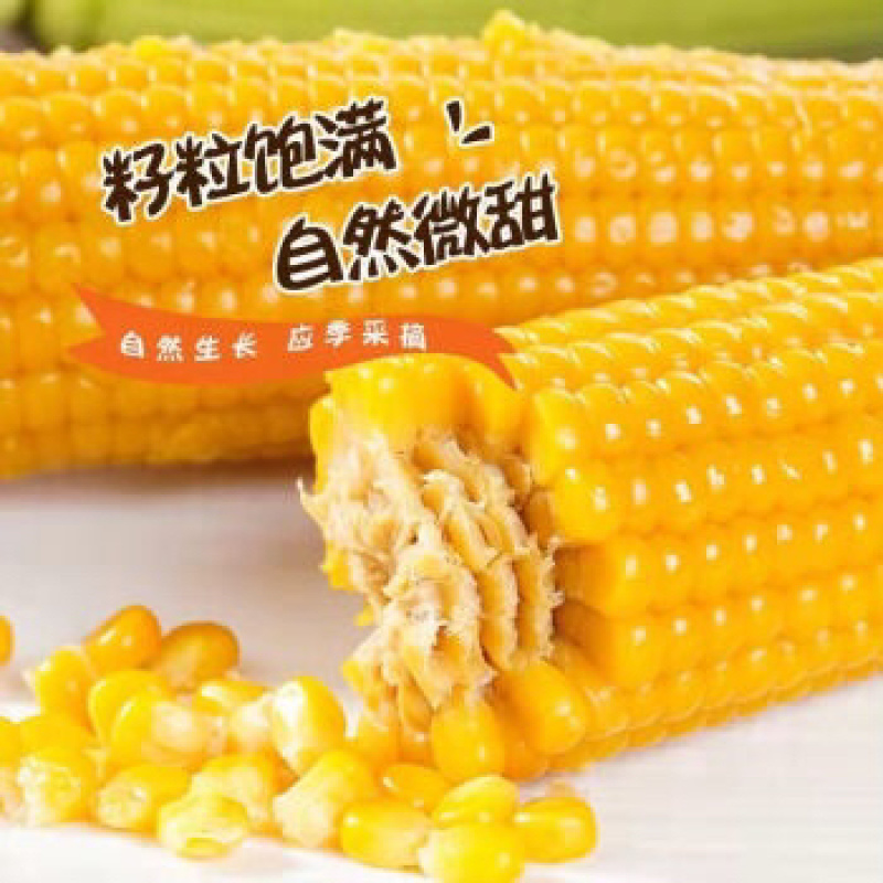 安徽精品黄玉米，颗粒饱满，口感润滑，产地直发，全国发货