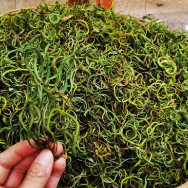 中药材野生化石草