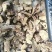 野生香茶菜根铁菱角冷背药材铁凌角蛇总管