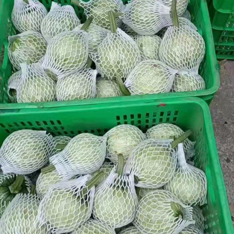 小瓜上市品质上乘表皮干净无擦伤疤痕卖相好大小规格都有