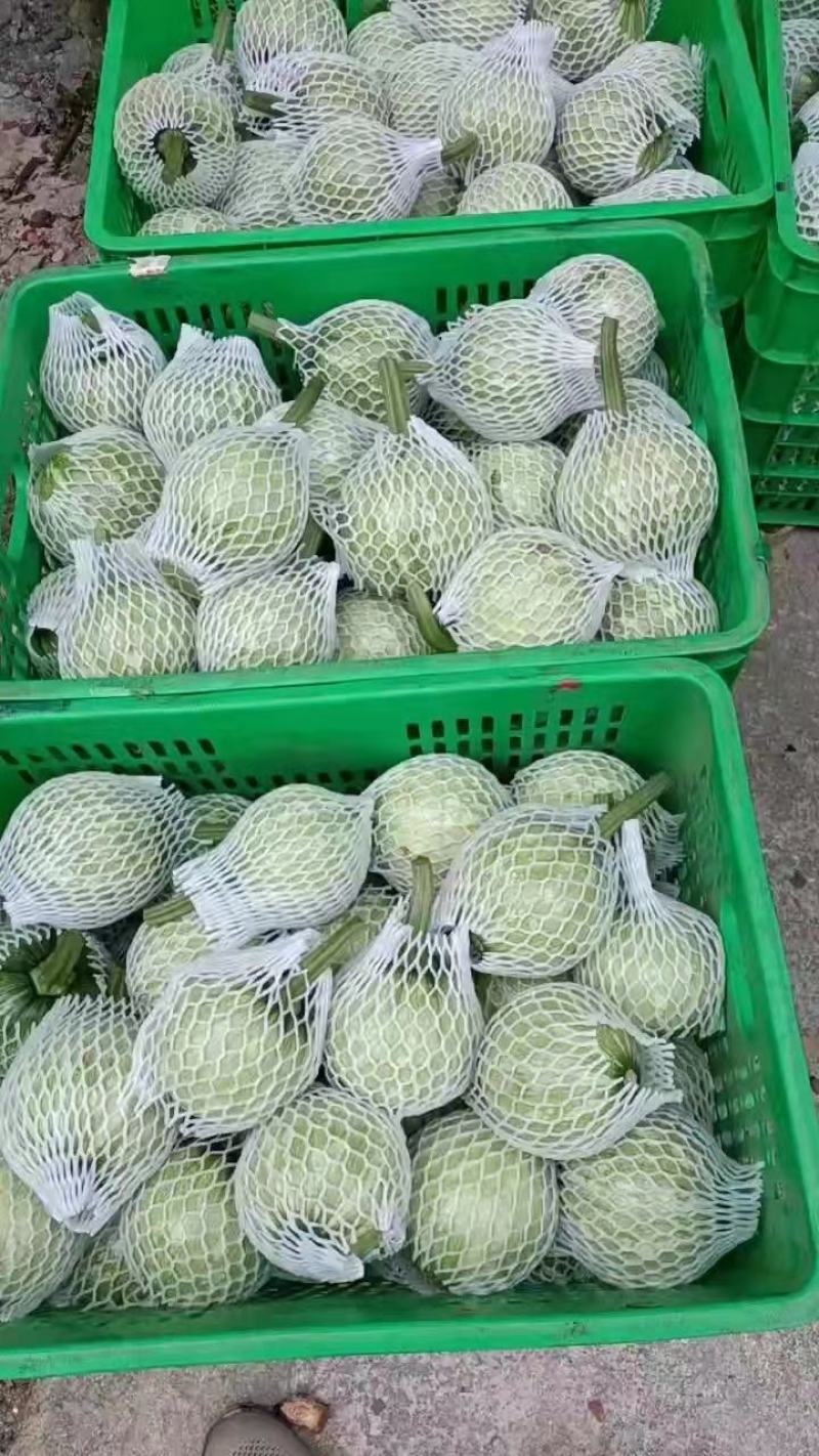 小瓜上市品质上乘表皮干净无擦伤疤痕卖相好大小规格都有