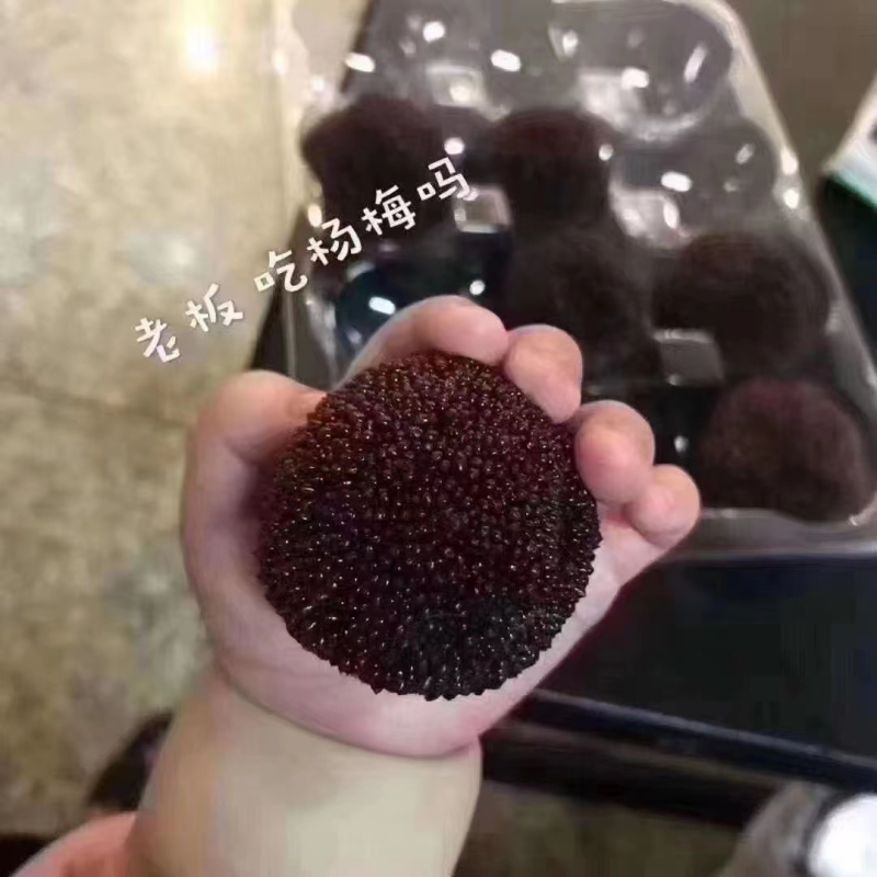 苏州东山杨梅