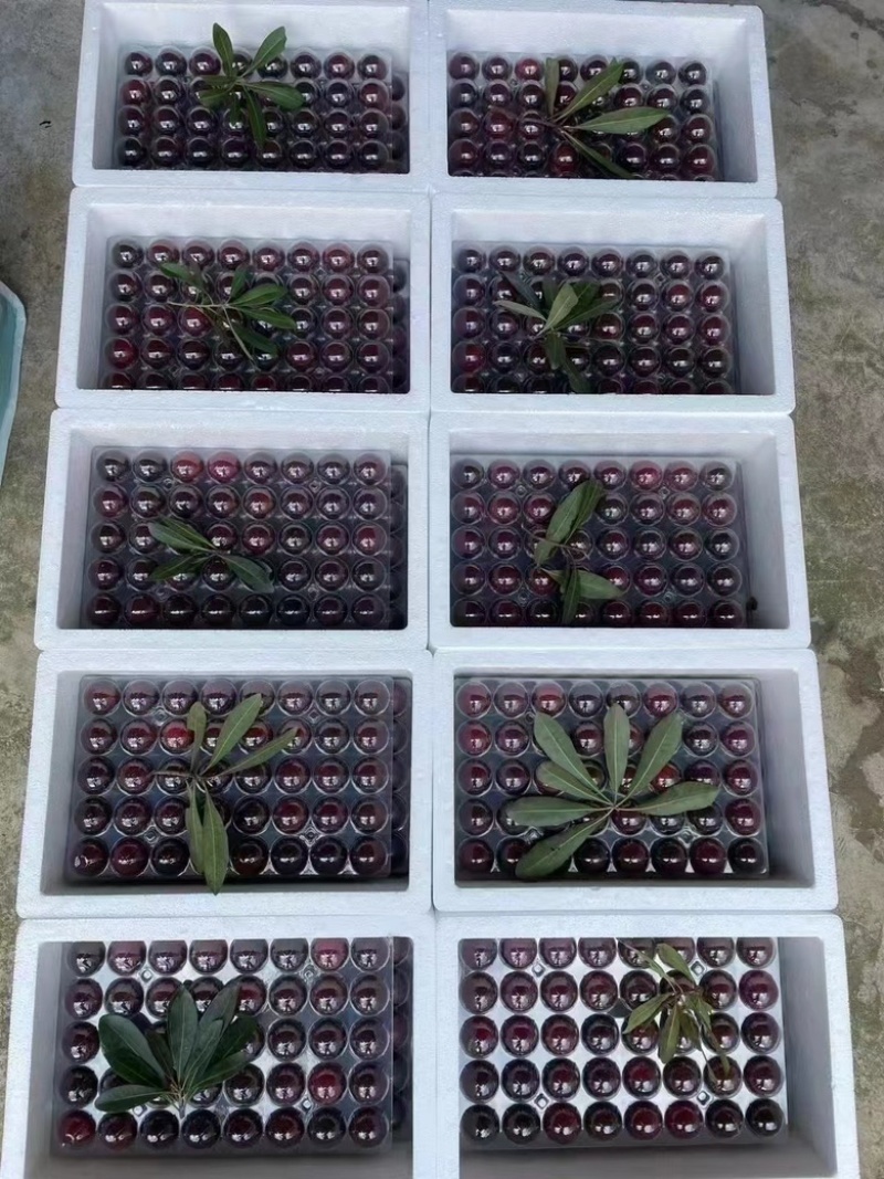 苏州东山杨梅