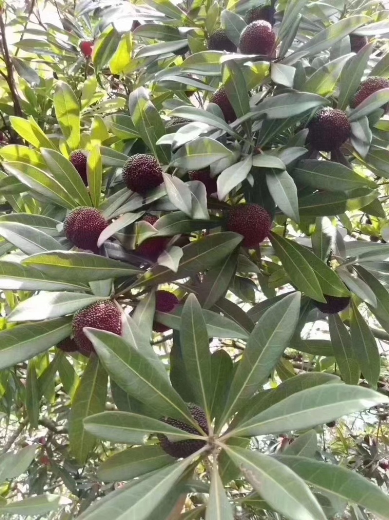 苏州东山杨梅