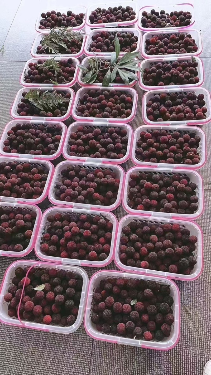 苏州东山杨梅