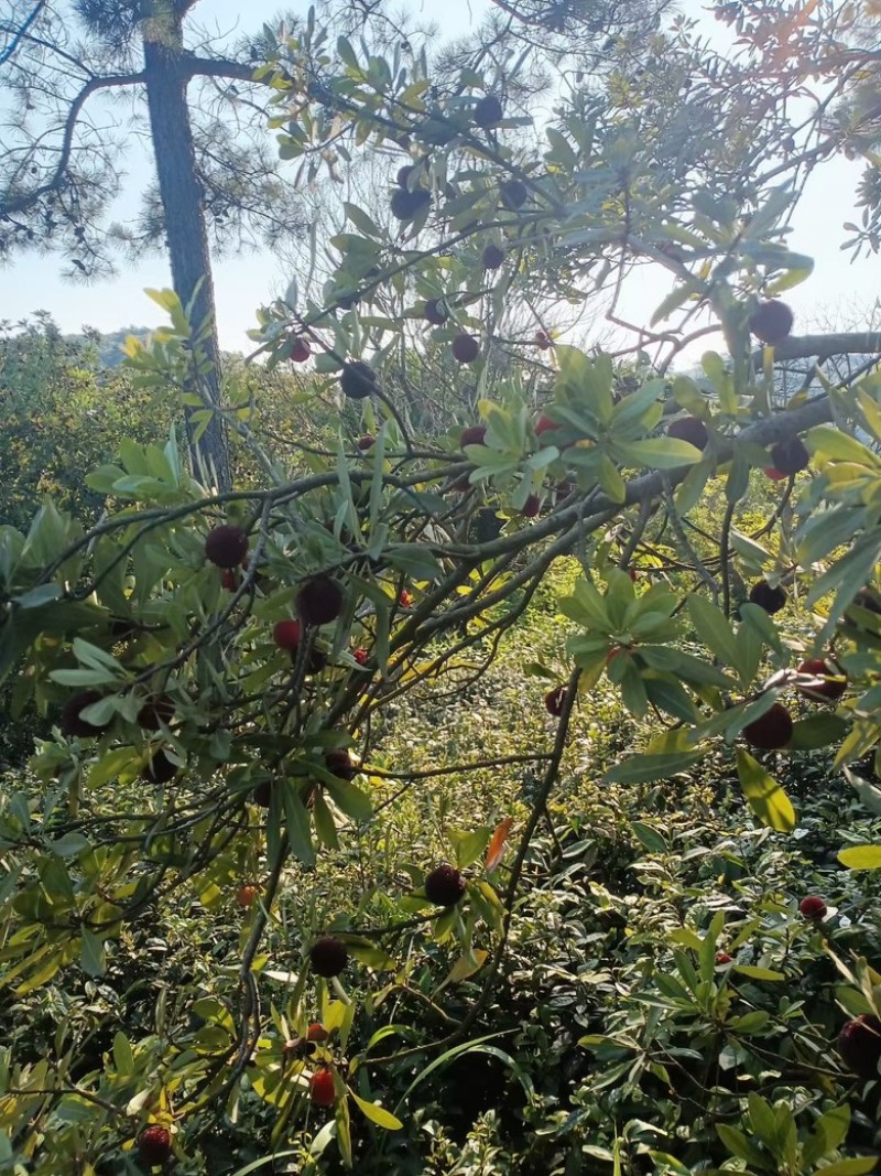 苏州东山杨梅