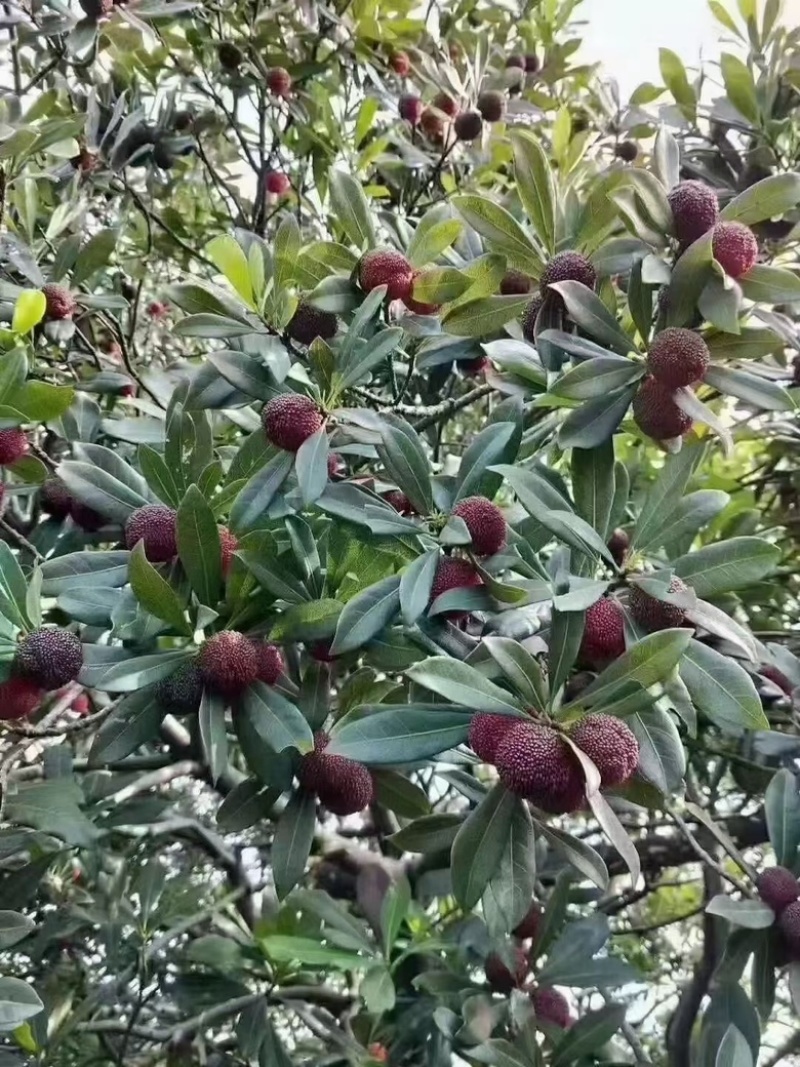 苏州东山杨梅