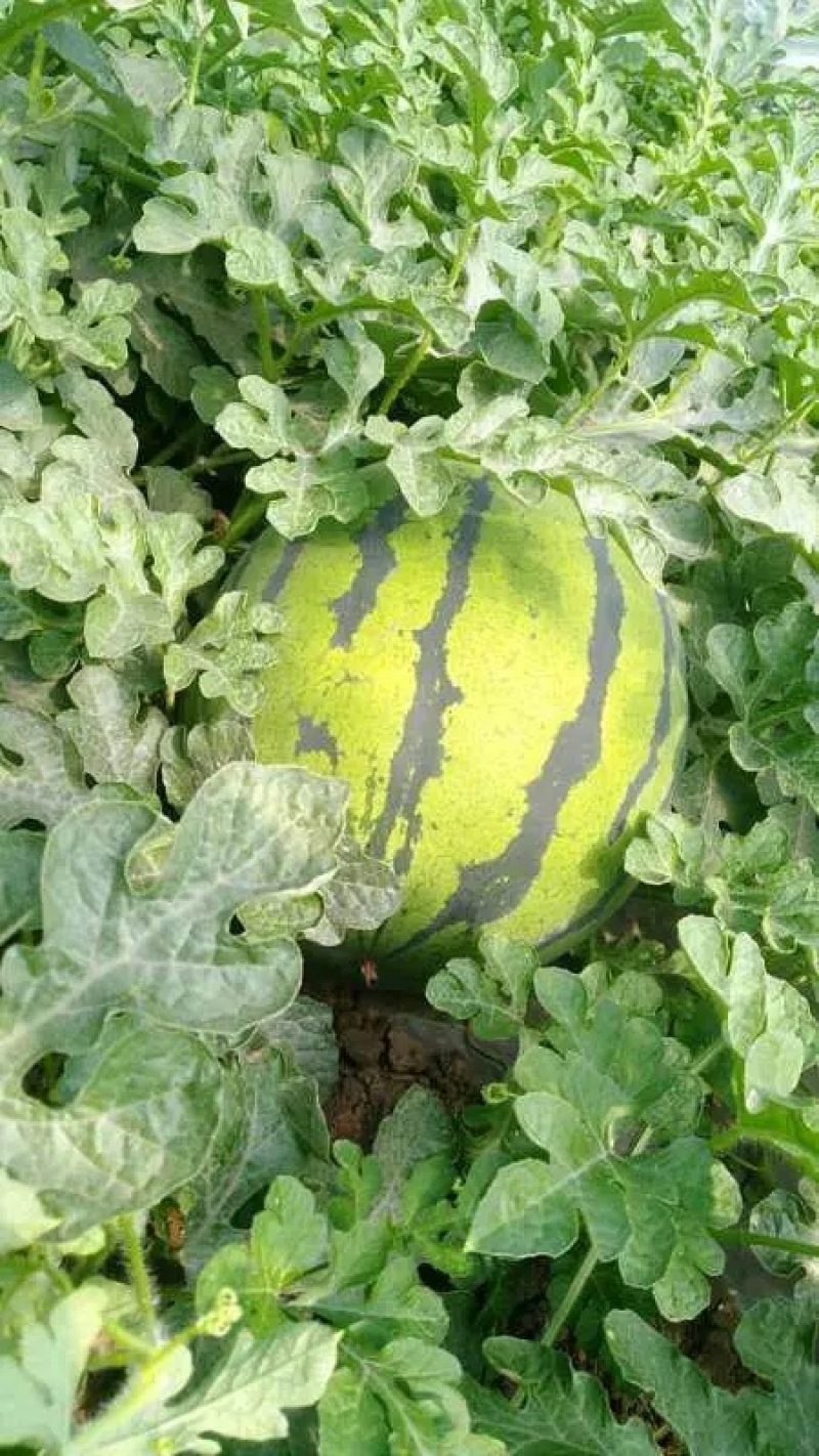【实力】吉林长岭西瓜大量上市，京欣西瓜代发全国