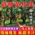 鸡心黄皮果当季新鲜无核黄皮香蜜黑黄皮产地直供现摘现发