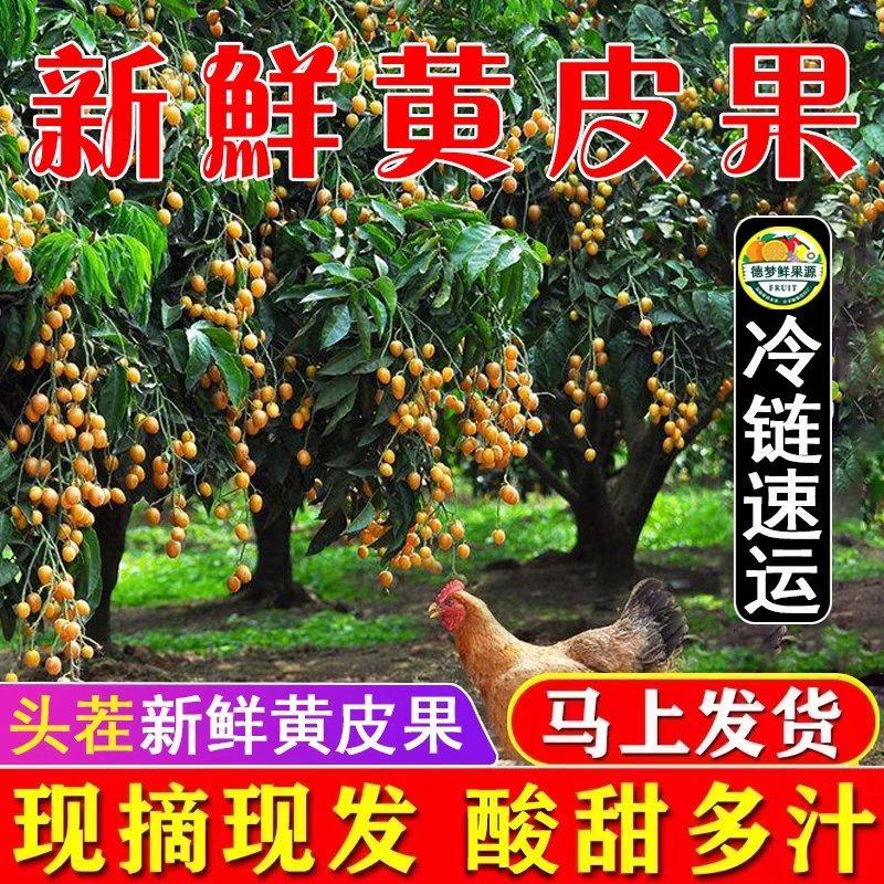 鸡心黄皮果当季新鲜无核黄皮香蜜黑黄皮产地直供现摘现发
