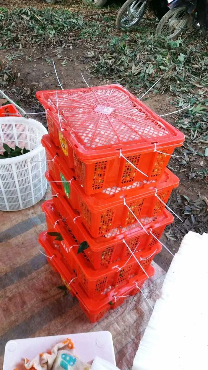 鸡心黄皮果当季新鲜无核黄皮香蜜黑黄皮产地直供现摘现发